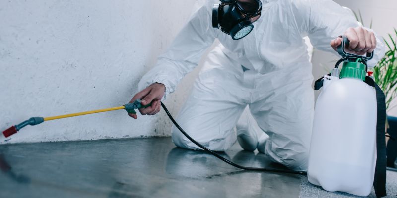 Como é feita a dedetização de baratas em Franca